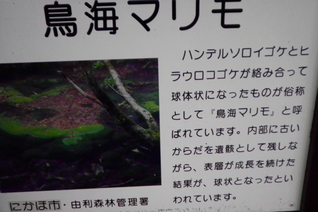 画像に alt 属性が指定されていません。ファイル名: SANY0150-2-1024x682.jpg