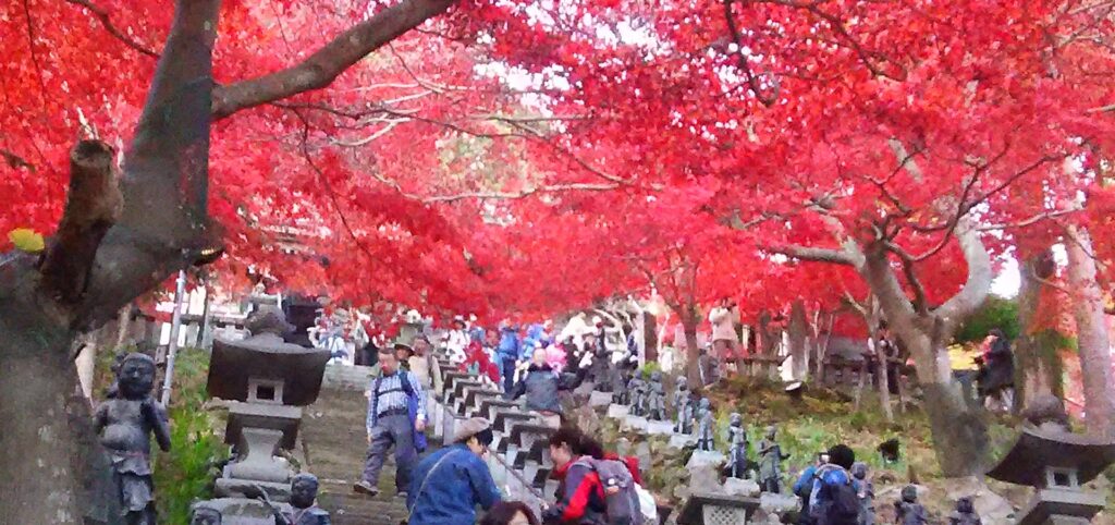 画像に alt 属性が指定されていません。ファイル名: DSC_2236-1024x482.jpg