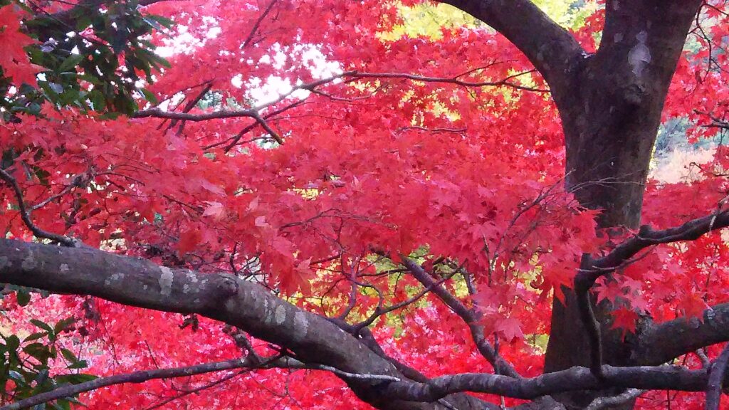 画像に alt 属性が指定されていません。ファイル名: DSC_2237-1024x576.jpg