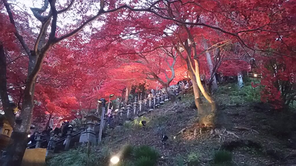 画像に alt 属性が指定されていません。ファイル名: DSC_2250-1024x576.jpg