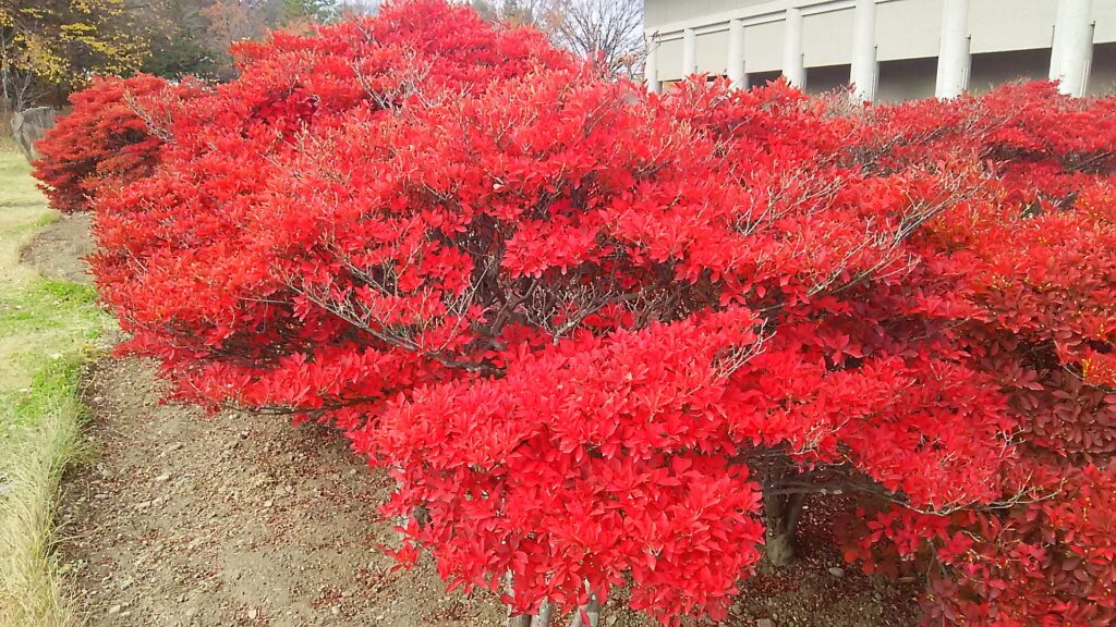 画像に alt 属性が指定されていません。ファイル名: DSC_0360-1024x576.jpg