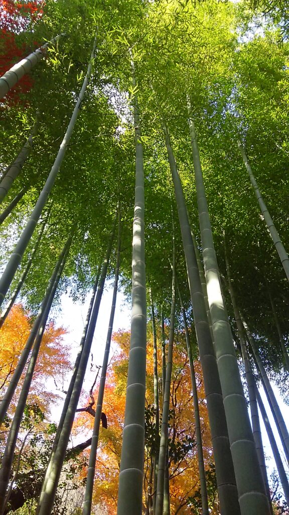 画像に alt 属性が指定されていません。ファイル名: DSC_2257-576x1024.jpg
