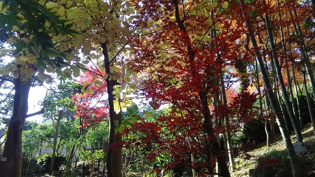 画像に alt 属性が指定されていません。ファイル名: DSC_2258-1024x576.jpg