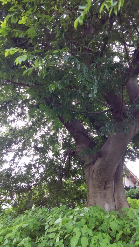 画像に alt 属性が指定されていません。ファイル名: DSC_0156-576x1024.jpg