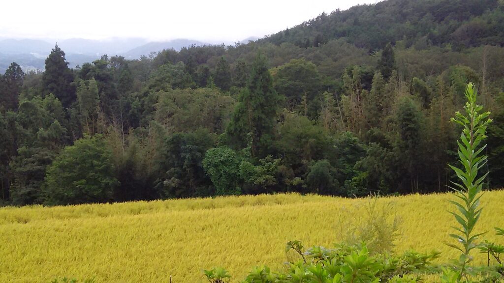 画像に alt 属性が指定されていません。ファイル名: DSC_0879-1-1024x576.jpg