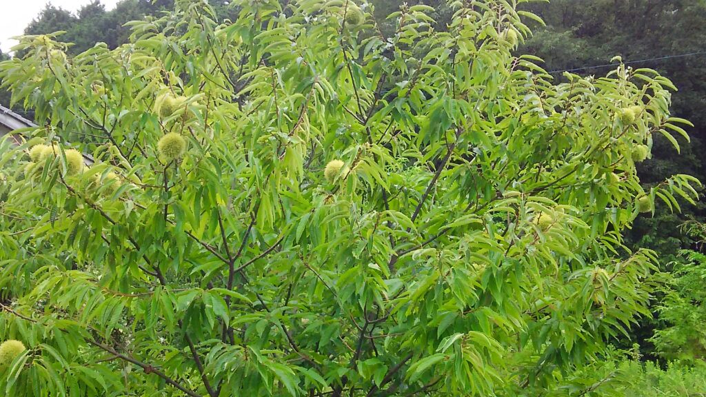 画像に alt 属性が指定されていません。ファイル名: DSC_0881-1024x576.jpg