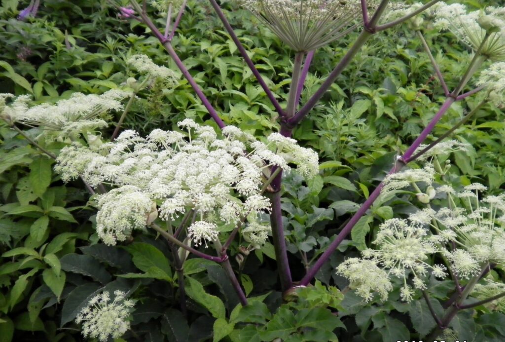 画像に alt 属性が指定されていません。ファイル名: SANY0080-1024x693.jpg