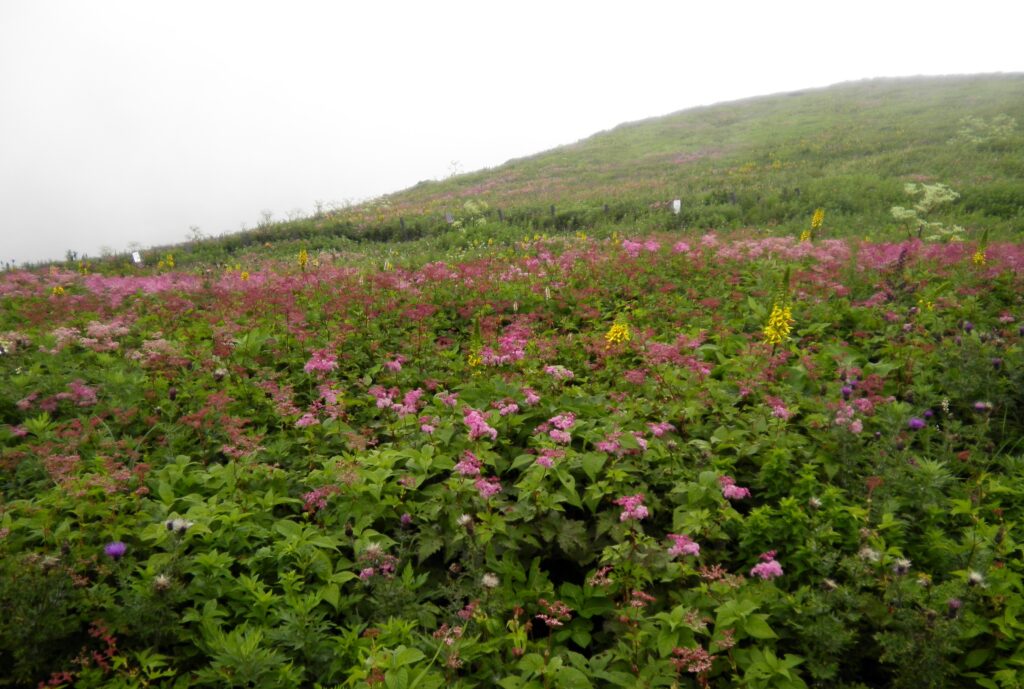 画像に alt 属性が指定されていません。ファイル名: SANY0083-1024x689.jpg